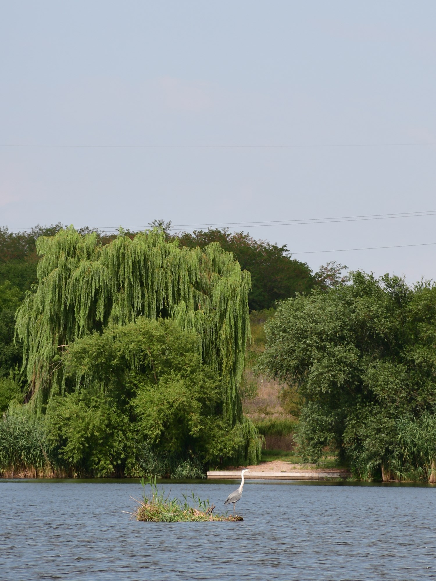 Tancabesti 5 august 2022 - DSC7798.jpg